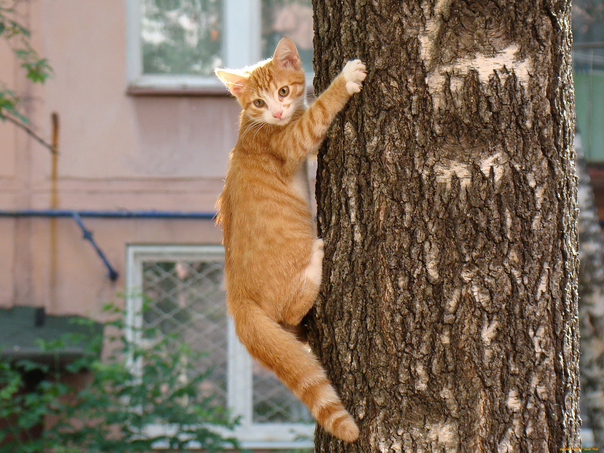 Мне сверху видно все. Кот на дереве. Рыжий кот на дереве. Кот лезет на дерево. Котенок на дереве.